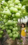 포도구경