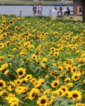 평화로운 대전 일상