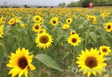 대전 갑천 해바라기