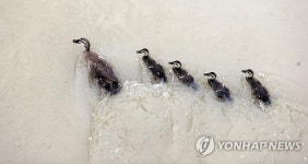 급류 건너는 오리가족