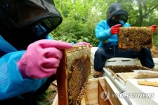 광진구, 도시양봉 꿀 첫 채밀