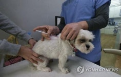 아픈 강아지 자가치료 못한다고?…속타는 애견맘