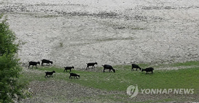 물 없는 저수지서 풀 뜯는 흑염소