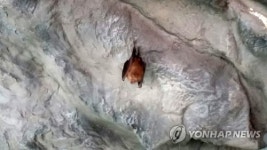 동해 천곡동굴에 황금박쥐 출현