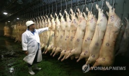 돼지 도축 재개한 제주축협공판장