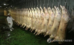 돼지 도축 재개한 제주축협공판장