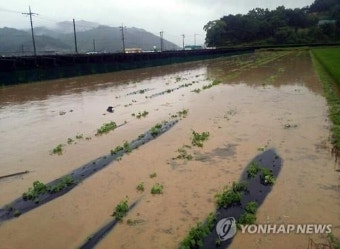 충남 금산 시간당 42.5 '폭우'…인삼·약초밭 침수(종합2보)