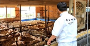 행복한 돼지가 맛도 그만…동물복지인증 돼지고기 탄생