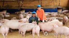 동물복지인증농장에서 돼지 키웁니다