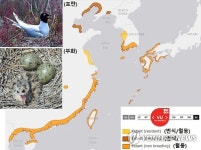 검은머리갈매기 서식지