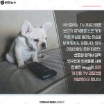  우리집 멍멍이는 TV 채널을 골라서 봐요