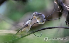 지극한 어미의 사랑