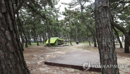 소나무 숲에 조성한 강릉 솔 향기 캠핑장