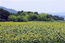 <카메라뉴스> 진안군 배넘실마을 해바라기 만개