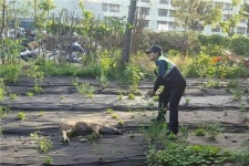 부산서 고등학교에 멧돼지 나타나…경찰 사살