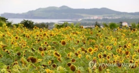 활짝 핀 제주 해바라기