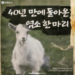 <카드뉴스> 40년 만에 돌아온 염소 한 마리