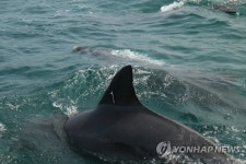 서울동물원·제주P랜드 공연용 돌고래 방류해야