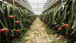 통영 아열대 과수 1번지 꿈꾼다…용과 본격 출하