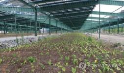 위는 태양광, 아래는 산마늘…영월 남면태양광발전소