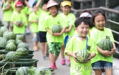 즐거운 수박따기 체험