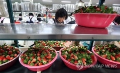 진주 대평딸기 안심 먹거리 GAP인증 받는다