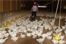 폭염에 매일 300마리씩 죽어 나가…양계장 옆에 거대한 닭무덤