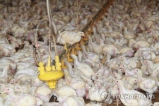 덥다 더워…찜통된 양계장