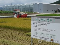 고성군 벼 2기작 첫 수확