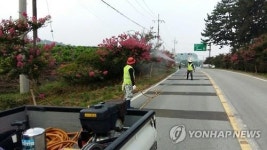 <카메라뉴스> 부안 명품길 배롱나무꽃 활짝