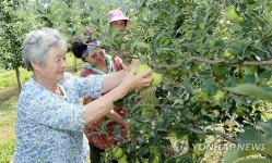 당도높은 DMZ 사과 맛 보세요