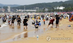 만리포해수욕장에 몰린 피서객