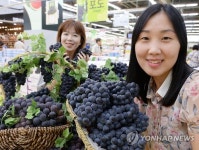 농협유통 포도 특별 할인전 실시