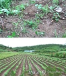 北 양묘장 관리부실 또 질타…어느 게 나무고 잡풀인지