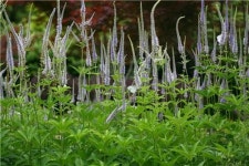 폐·기관지에 좋은 약용식물 뭐가 있을까