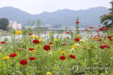 충주 단월강 백일홍 꽃길