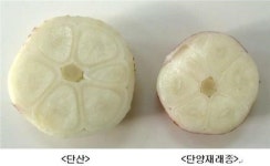 충북농기원, 단양마늘보다 육쪽 비율 2배 많은 단산 분양
