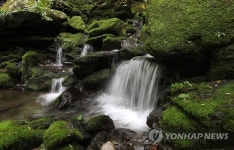 초록으로 가득한 이끼 계곡