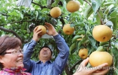아삭아삭한 김제 지평선 배 캐나다 수출