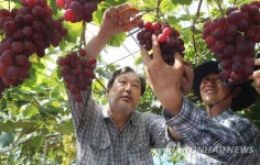 김제 포도농장에서 수확하는 김무성