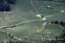 배추고도 강원 태백 귀네미