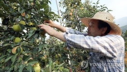 장수 사과농장 찾은 김무성 전 대표