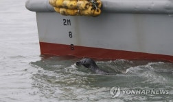 고향으로 돌아간 복돌이