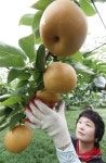 튼실한 배수확!
