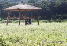 메밀꽃 사이에서