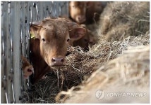 서산 우량혈통 송아지 생산기지 조성