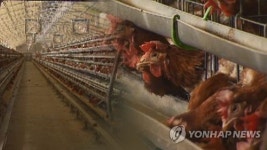 닭 뼈가 인류세 대표 화석에 등극하기까지