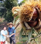 '햇밤이 왔어요'