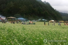 메밀꽃밭 찾은 관광객들