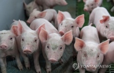 돼지농장 많은 지역에 사는 시골주민, 폐 기능 떨어져